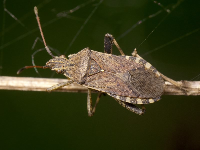 Ceraleptus gracilicornis (Herrich-Schäffer, 1835)